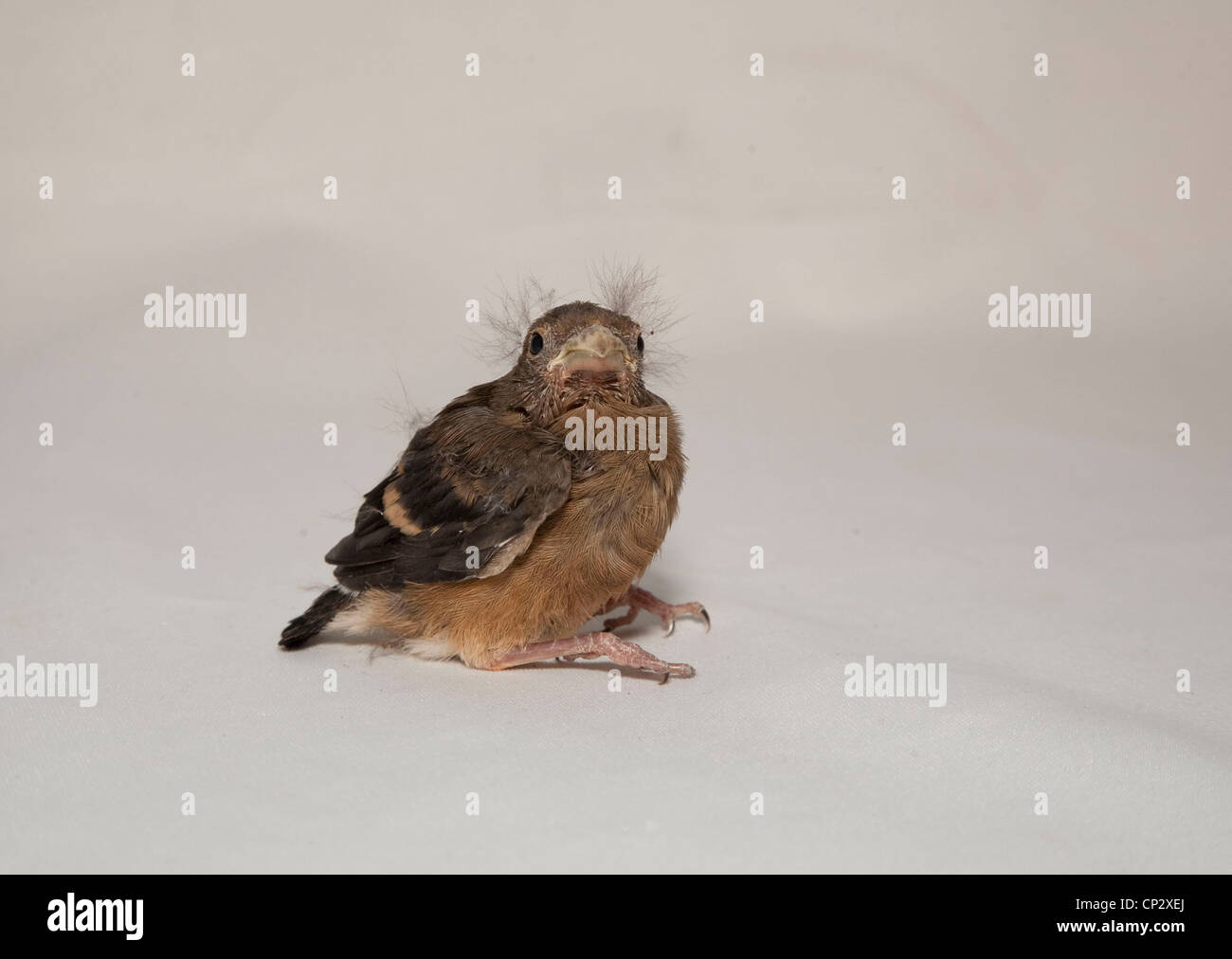 Bullfinch, fledgling Stock Photo