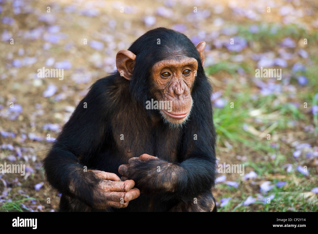 A young chimpanzee sitting on the ground among fallen flowers. Stock Photo