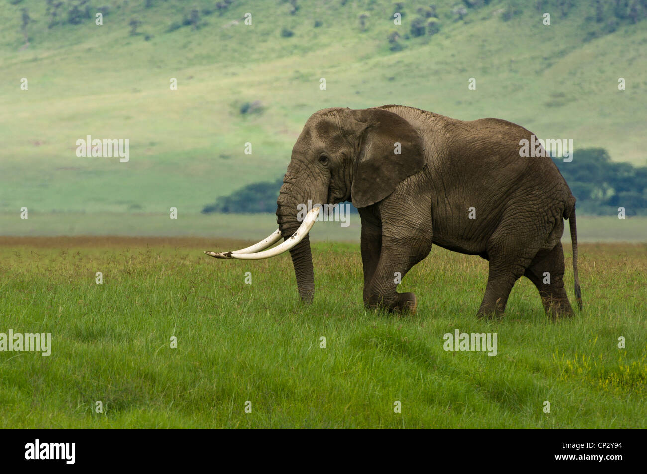 A big tusked African elephant bull (Loxodonta africana) Stock Photo