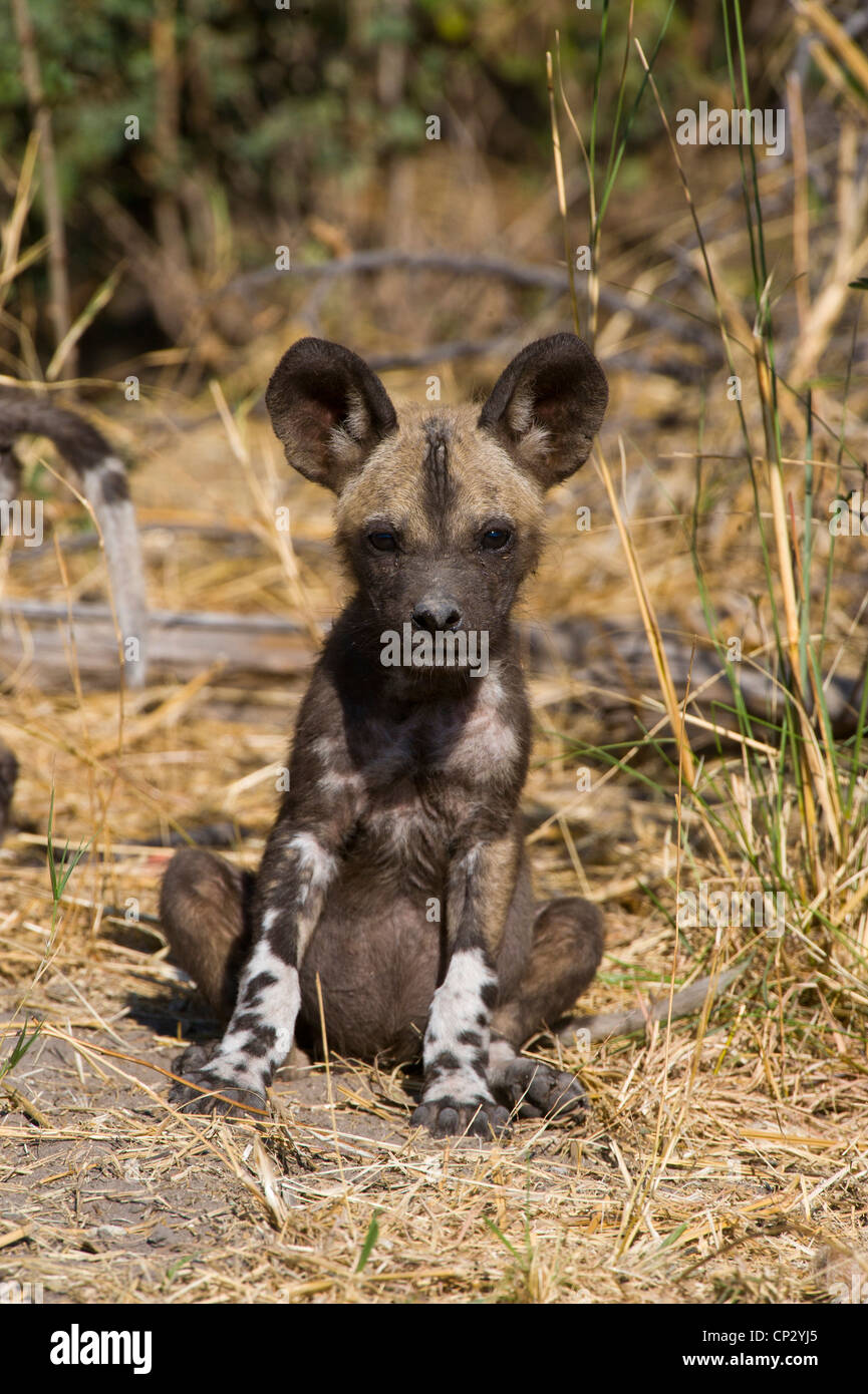 African Wild Dog pup sitting on haunches (Cape Hunting Dog) Lycaon pictus Stock Photo