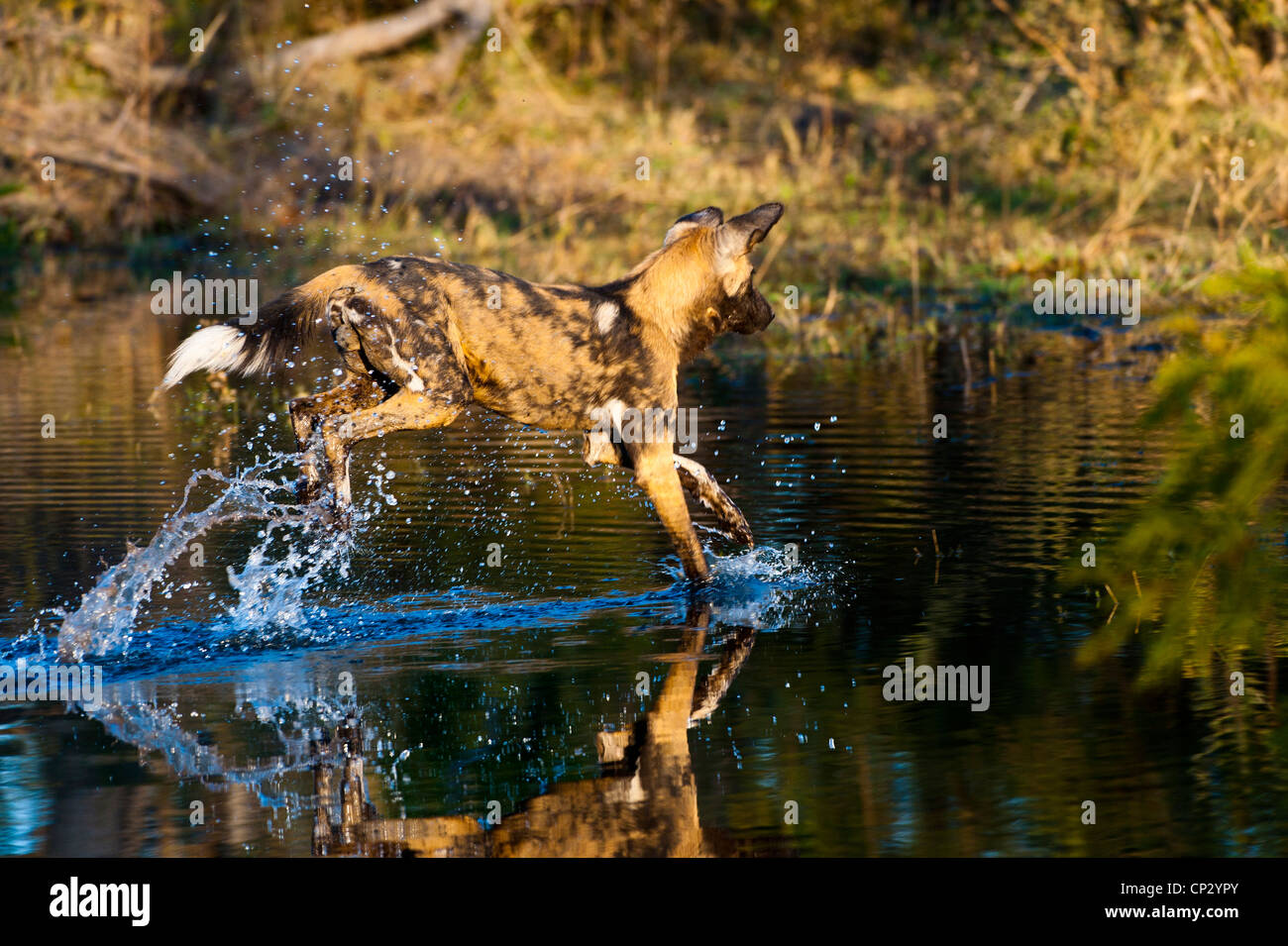 African Wild Dog (Cape Hunting Dog) Lycaon pictus running through waterhole. Stock Photo