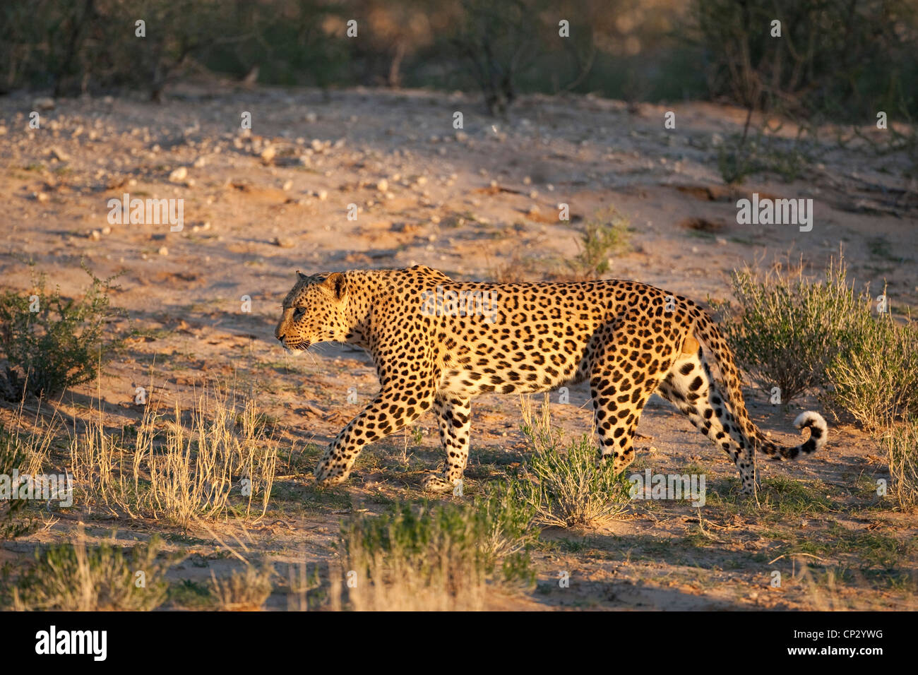 Male leopard walking in kalahari (Panthera pardus) Stock Photo