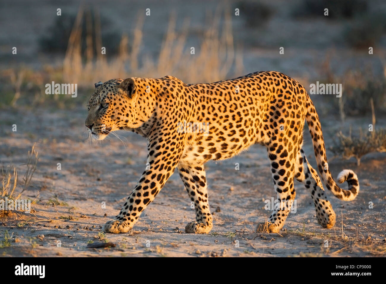 Male leopard walking in golden light (Panthera pardus) Stock Photo