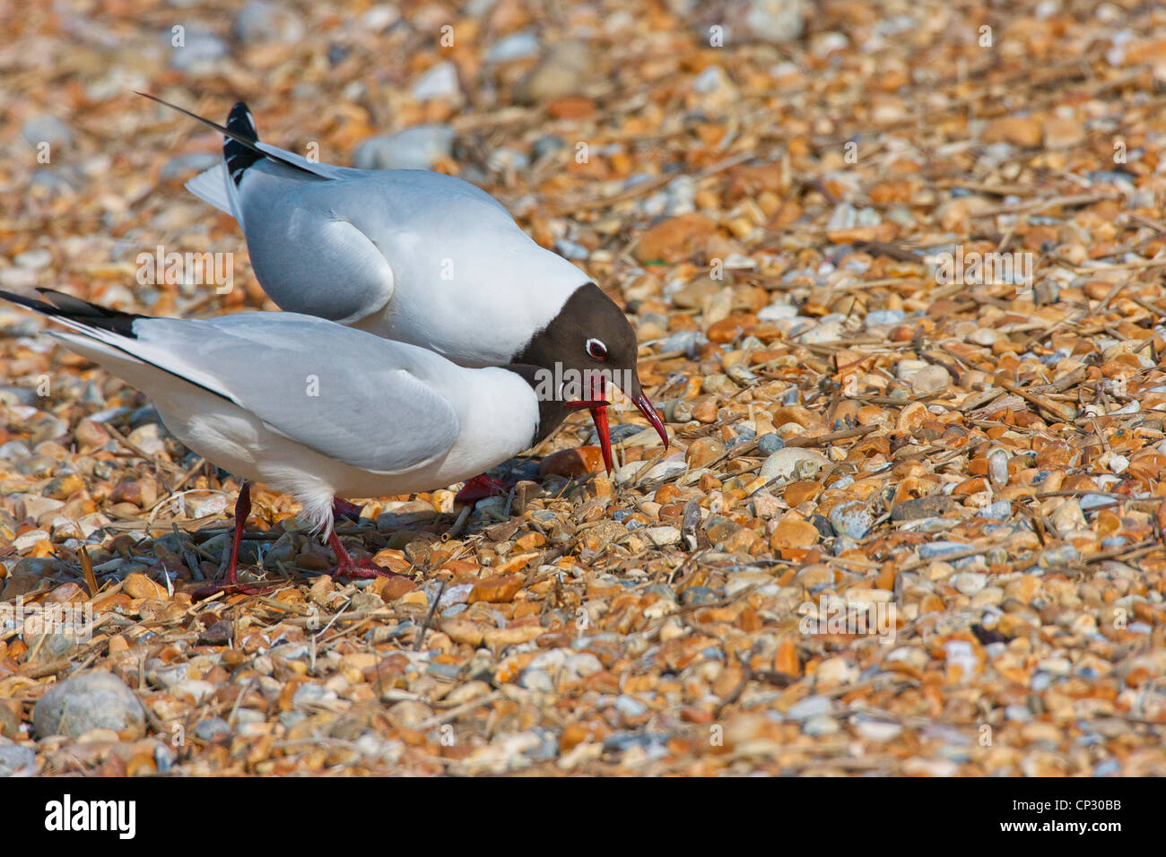 Black headed Gull (Chroicocephalus ridibundus) Begging for a meal. It seems to form part of the breeding and courtship ritual. Stock Photo
