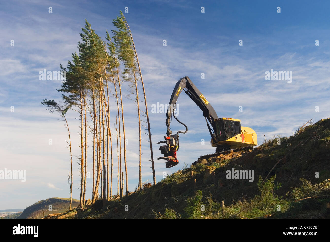 Harvesting pine trees Stock Photo Alamy
