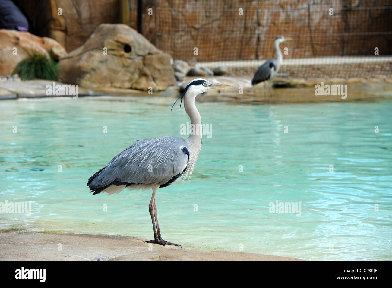 Gray herons at London Zoo Stock Photo