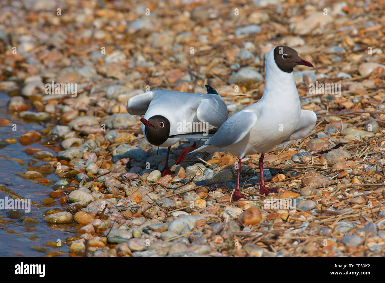 Black headed Gull (Chroicocephalus ridibundus) stooping in courtship. Stock Photo