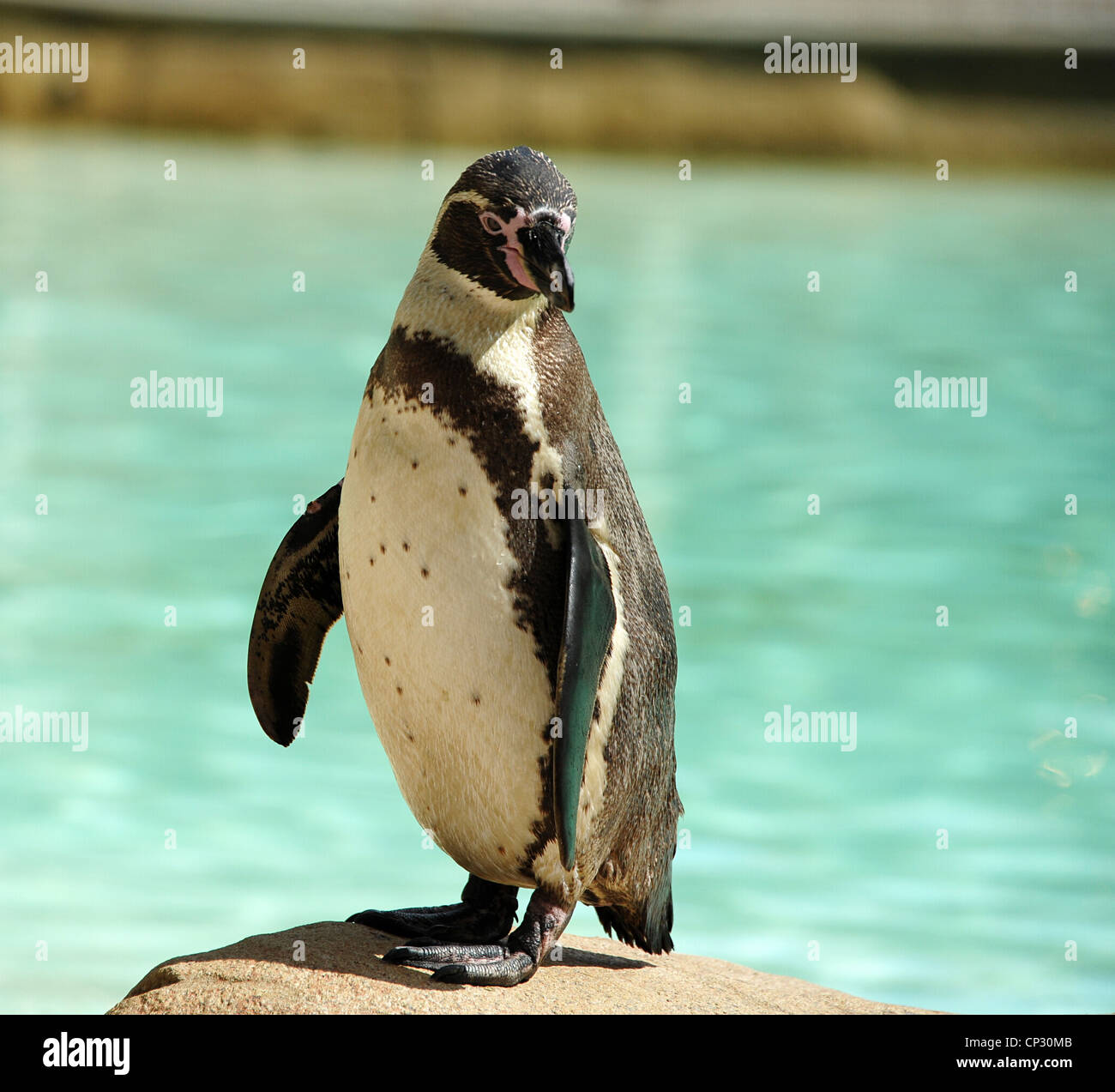 Penguin at London Zoo Stock Photo