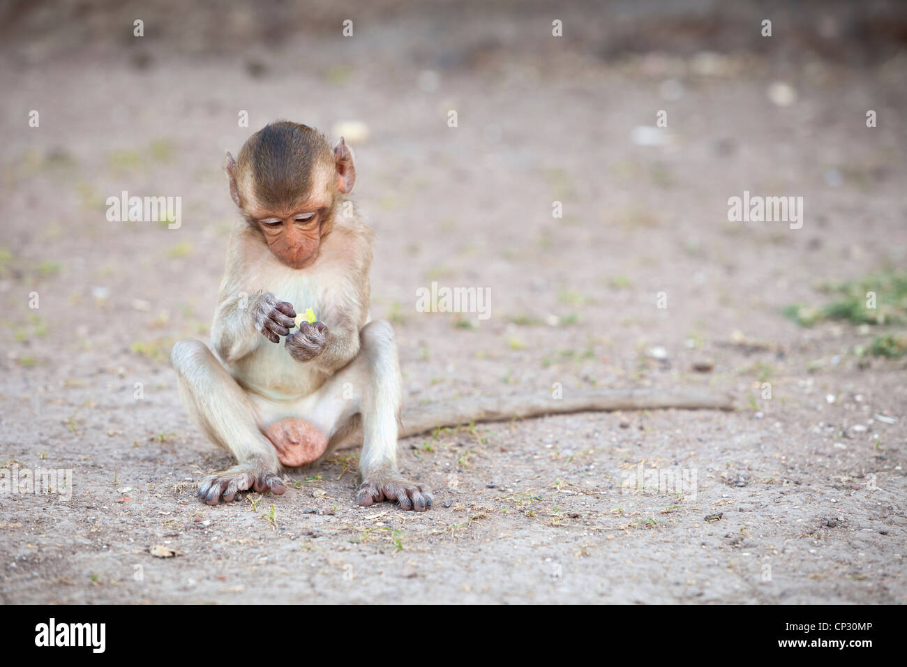 Crab eating Macaque monkey,Macaca fascicularis,Thailand Stock Photo