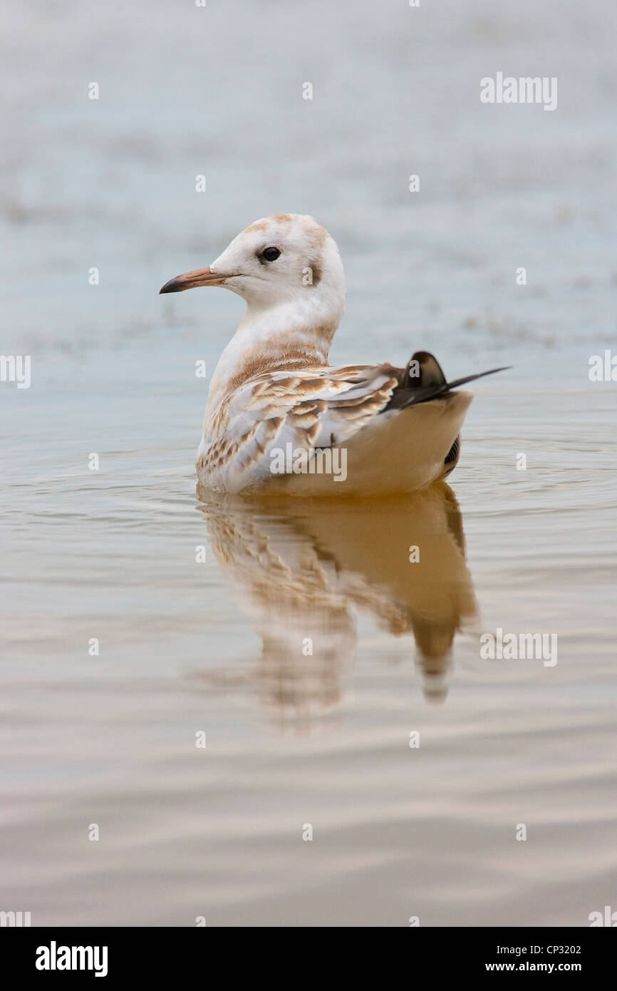 Black headed Gull (Chroicocephalus ridibundus) Juvenile swimming. 1st Summer plumage. Stock Photo