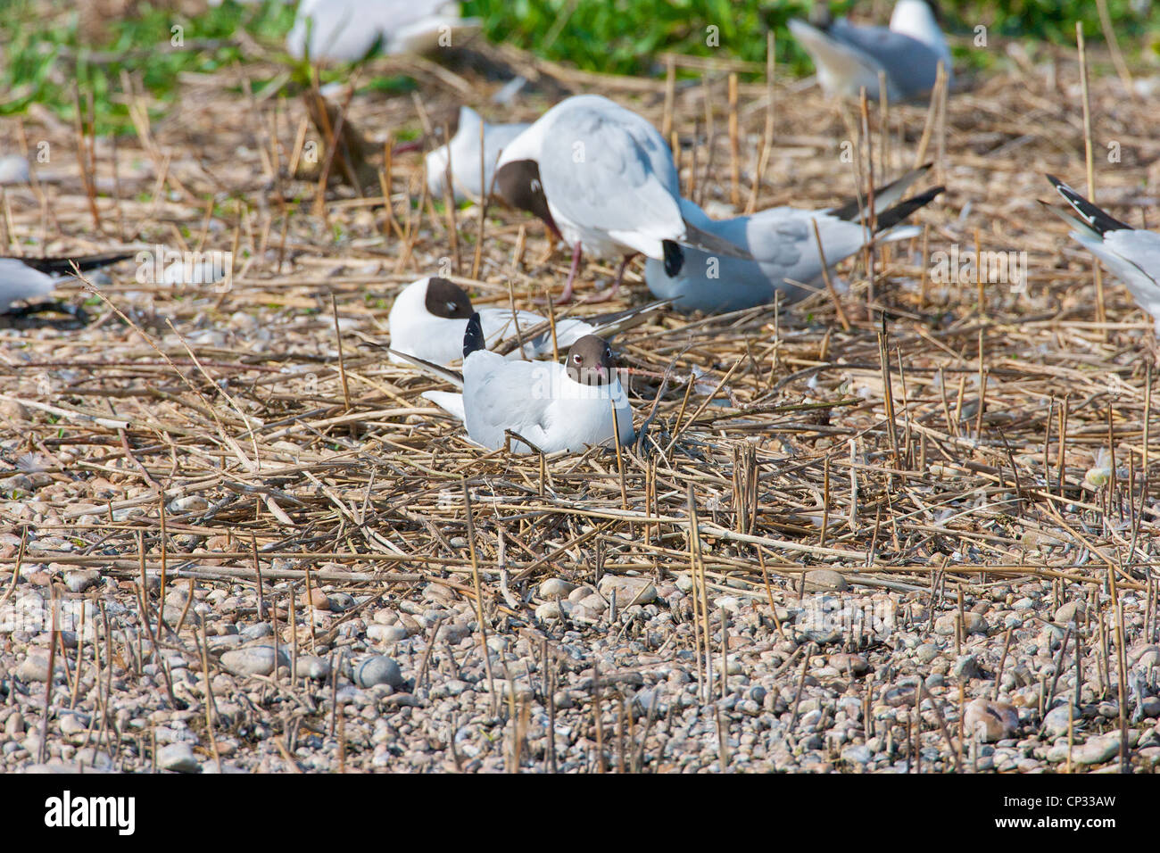 Black headed Gull (Chroicocephalus ridibundus) sitting on Ground nest in Colony. Stock Photo