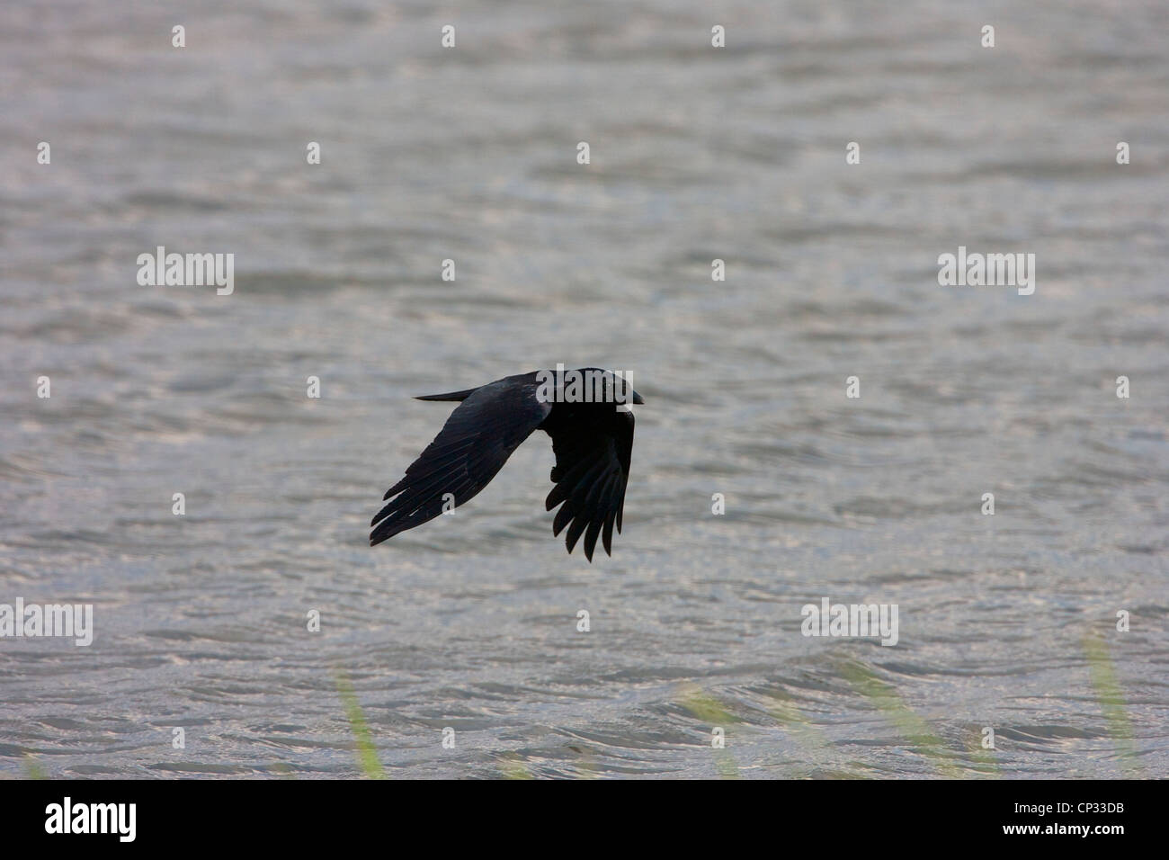 Carrion Crow (Corvus corone corone) In flight foraging the strandline over flooded Salt marsh. Stock Photo