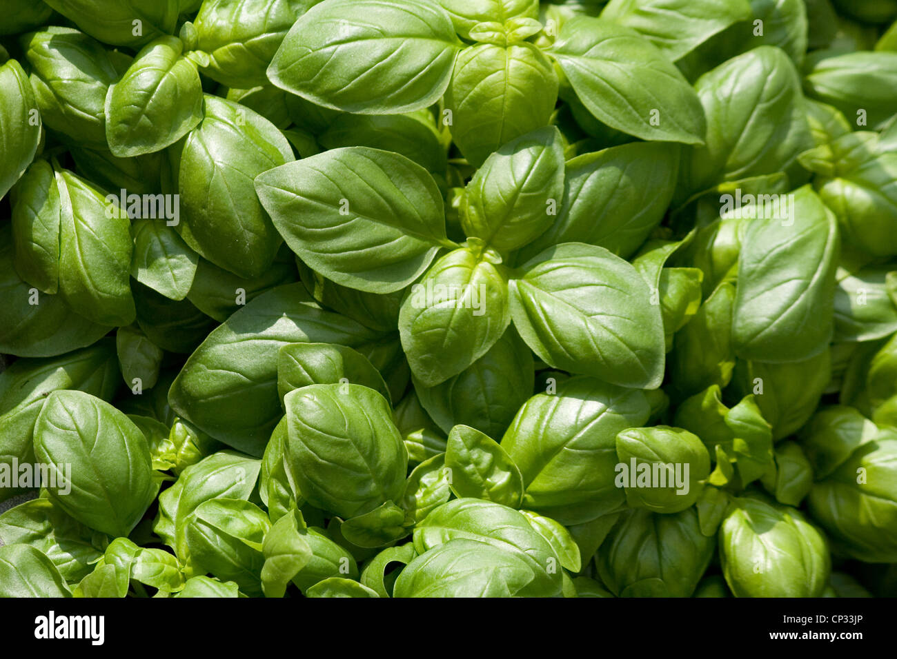 Basil's green leaves background Stock Photo Alamy
