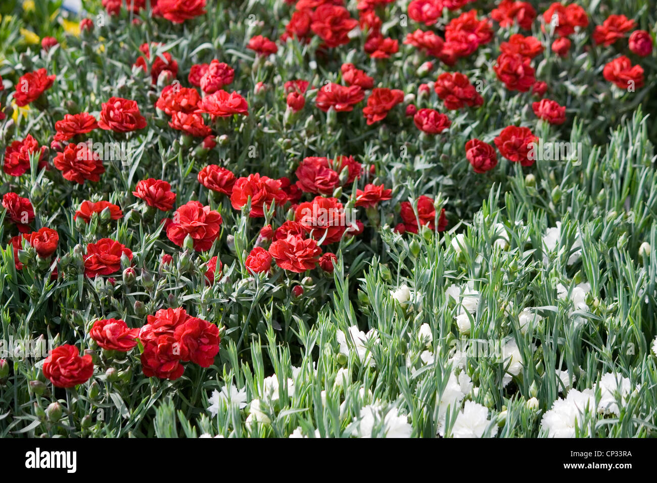 Clove pink (Dianthus caryophyllus) Stock Photo