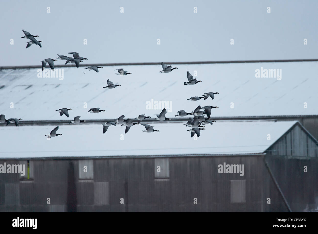 Barnacle Geese (Branta leucopsis) taking off in flight over snow covered farm building. Stock Photo