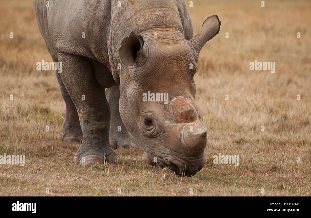 black rhino feeding Stock Photo