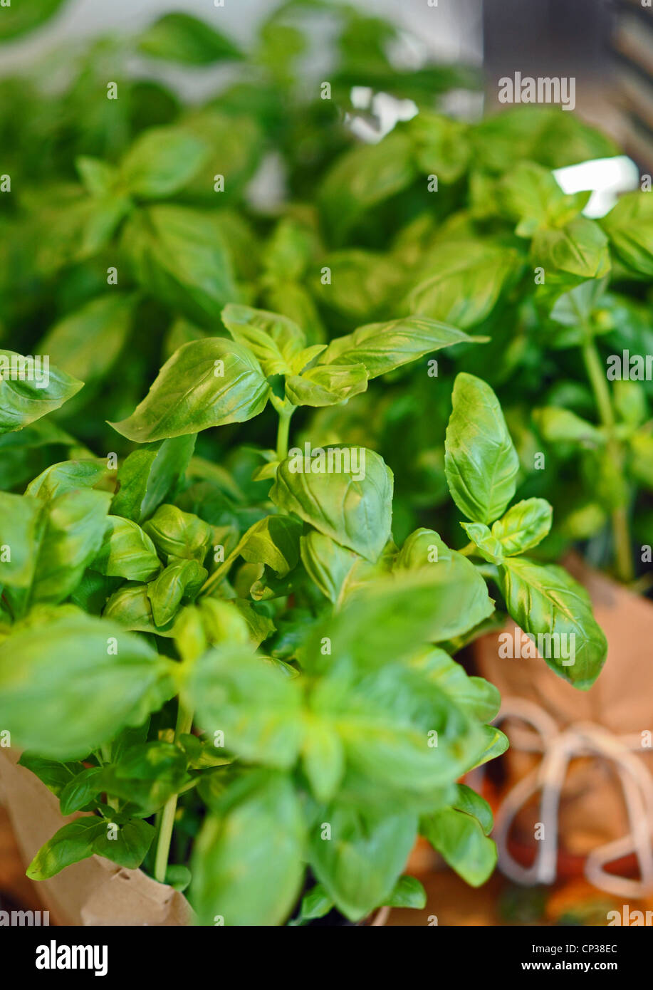Sweet basil in pot hires stock photography and images Alamy
