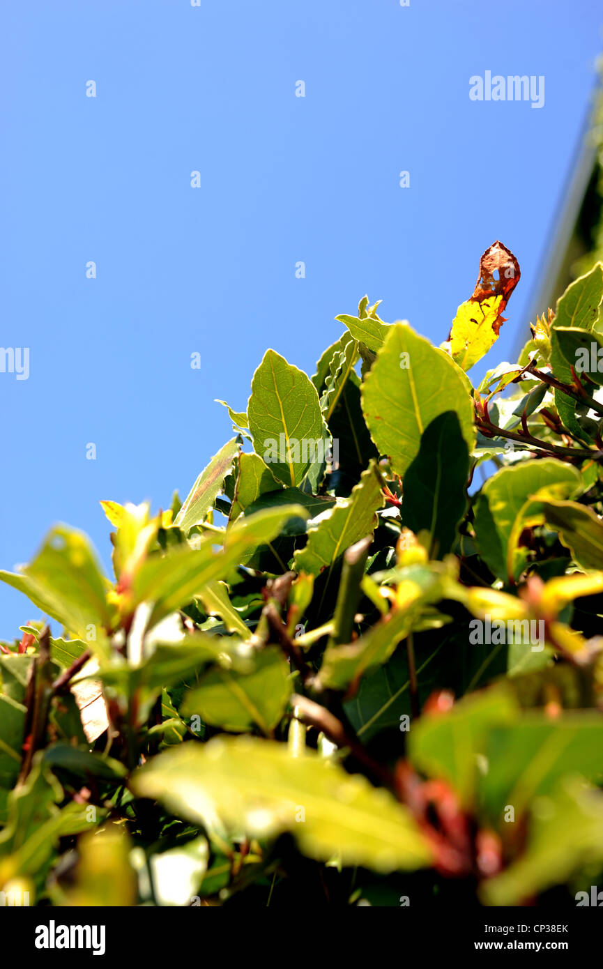 Bay leaf tree used in cooking Laurus nobilis Stock Photo Alamy