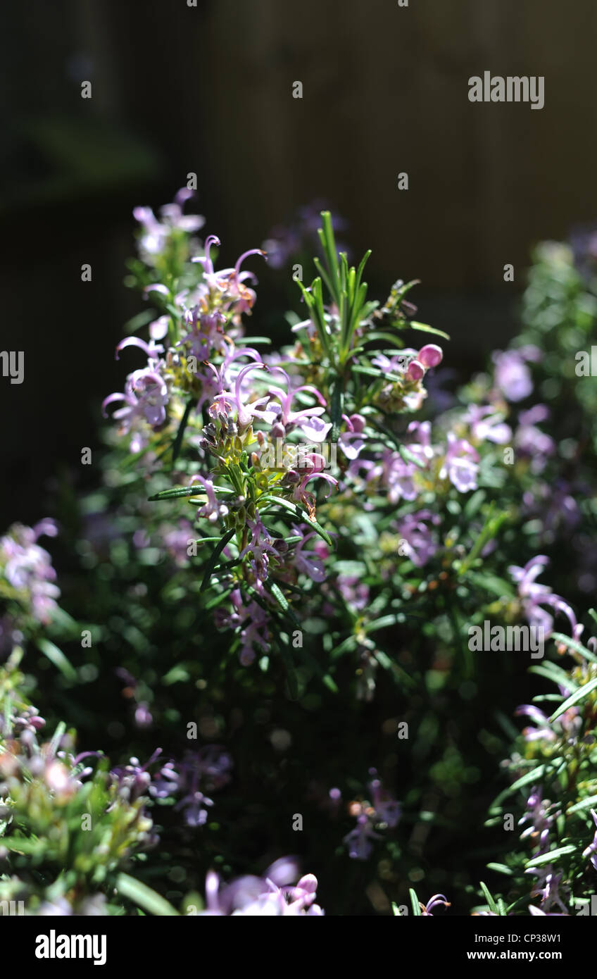 Rosemary herb plant in bloom in garden pot Rosmarinus officinalis Stock
