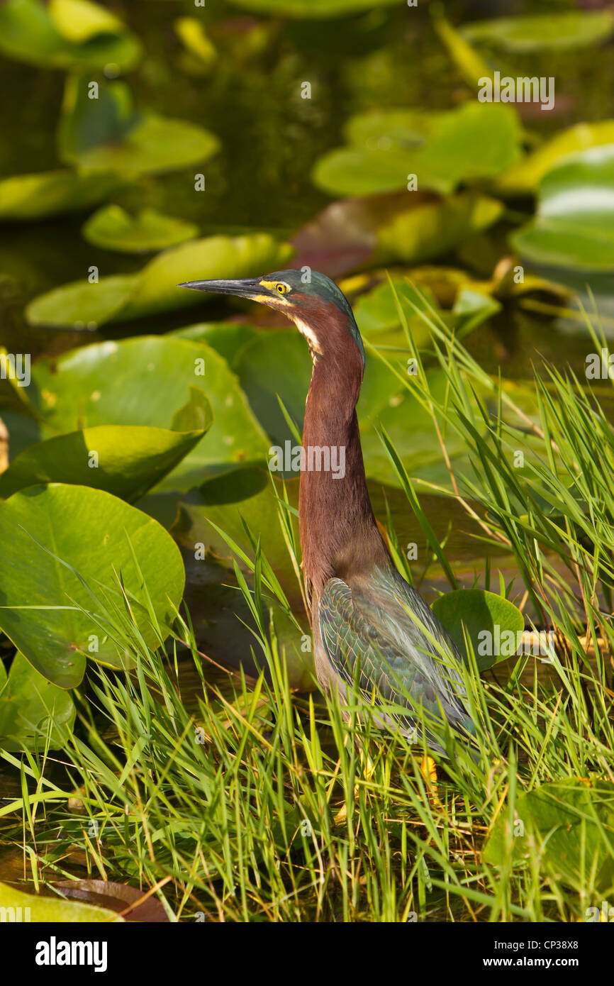 A little green heron fishing on the Anhinga Trail in the Everglades National Park, Florida, USA. Stock Photo