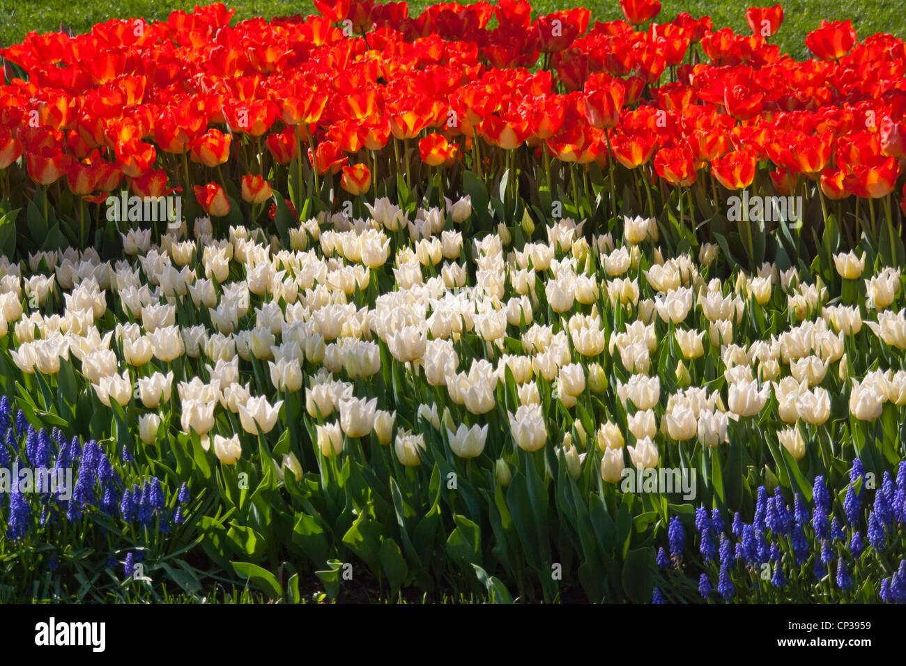 Orange and white tulips, with grape hyacinths Stock Photo