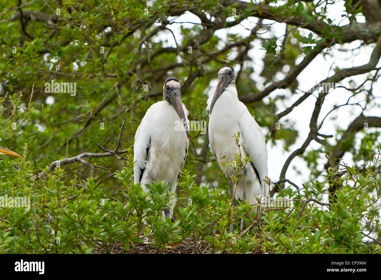 A nesting pair of wood storks at the Alligator Farm rookery in St. Augustine, Florida, USA. Stock Photo