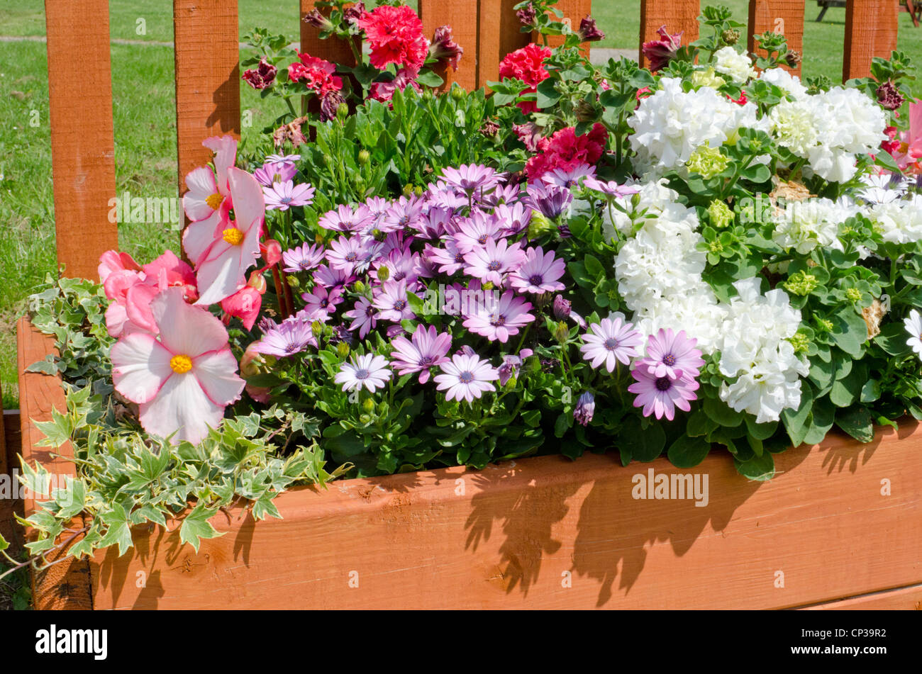 Wooden planter including Begonia, Osteospermum and variegated ivy Stock Photo