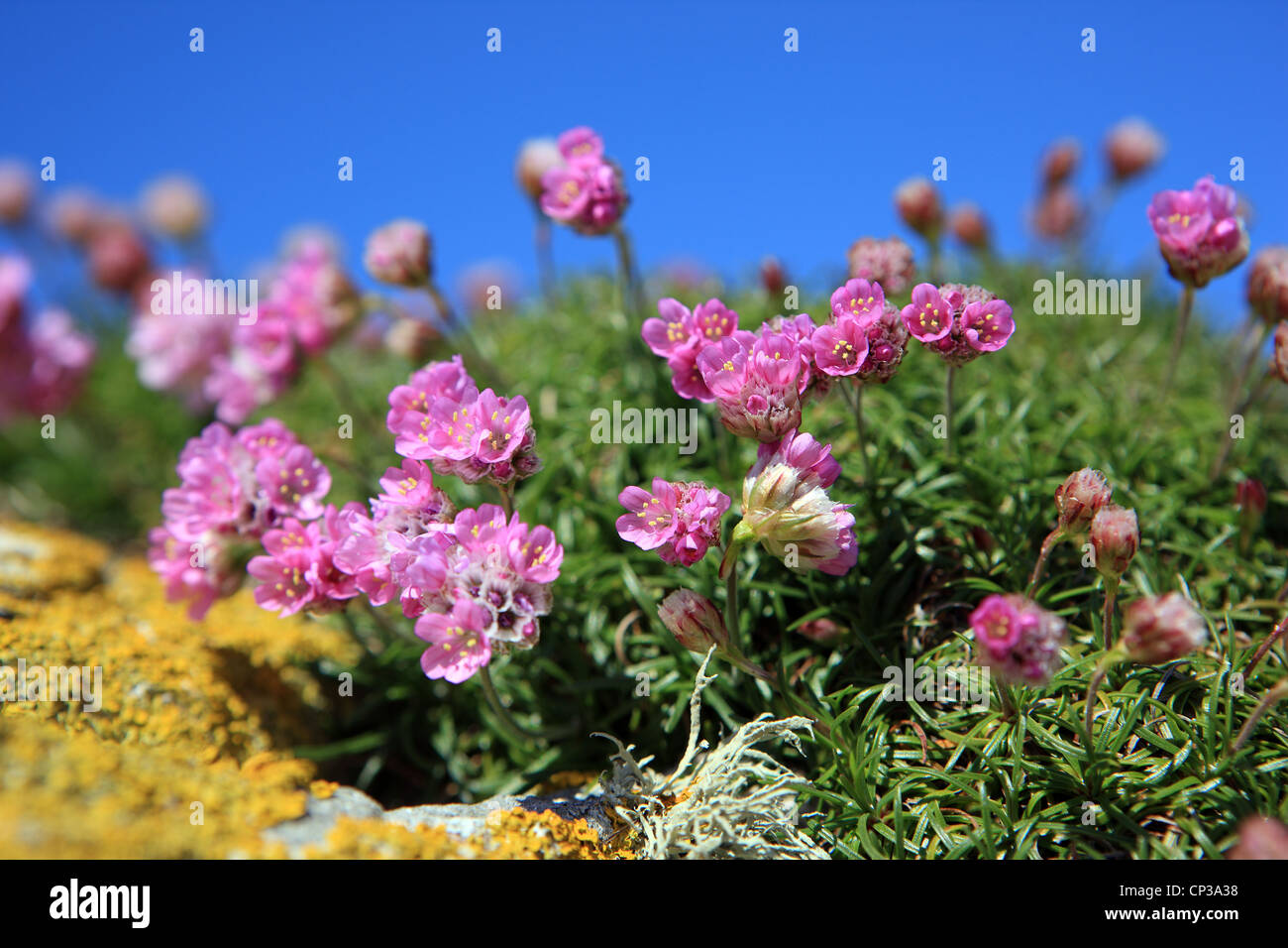 Pink sea thrift on the shore line of the Isle of Iona Stock Photo