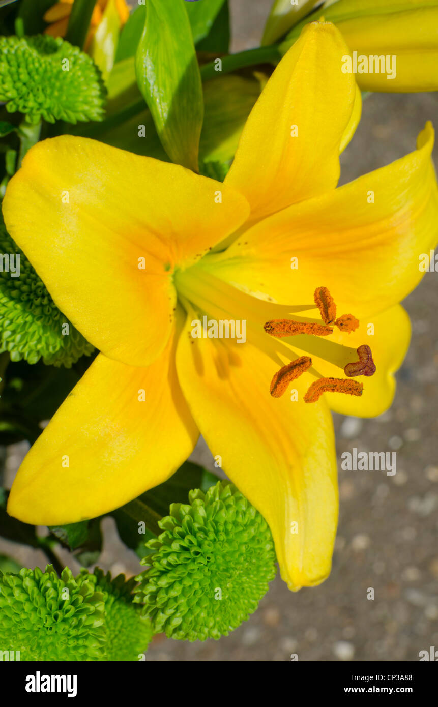 Lily and spray chrysanthemums Stock Photo Alamy