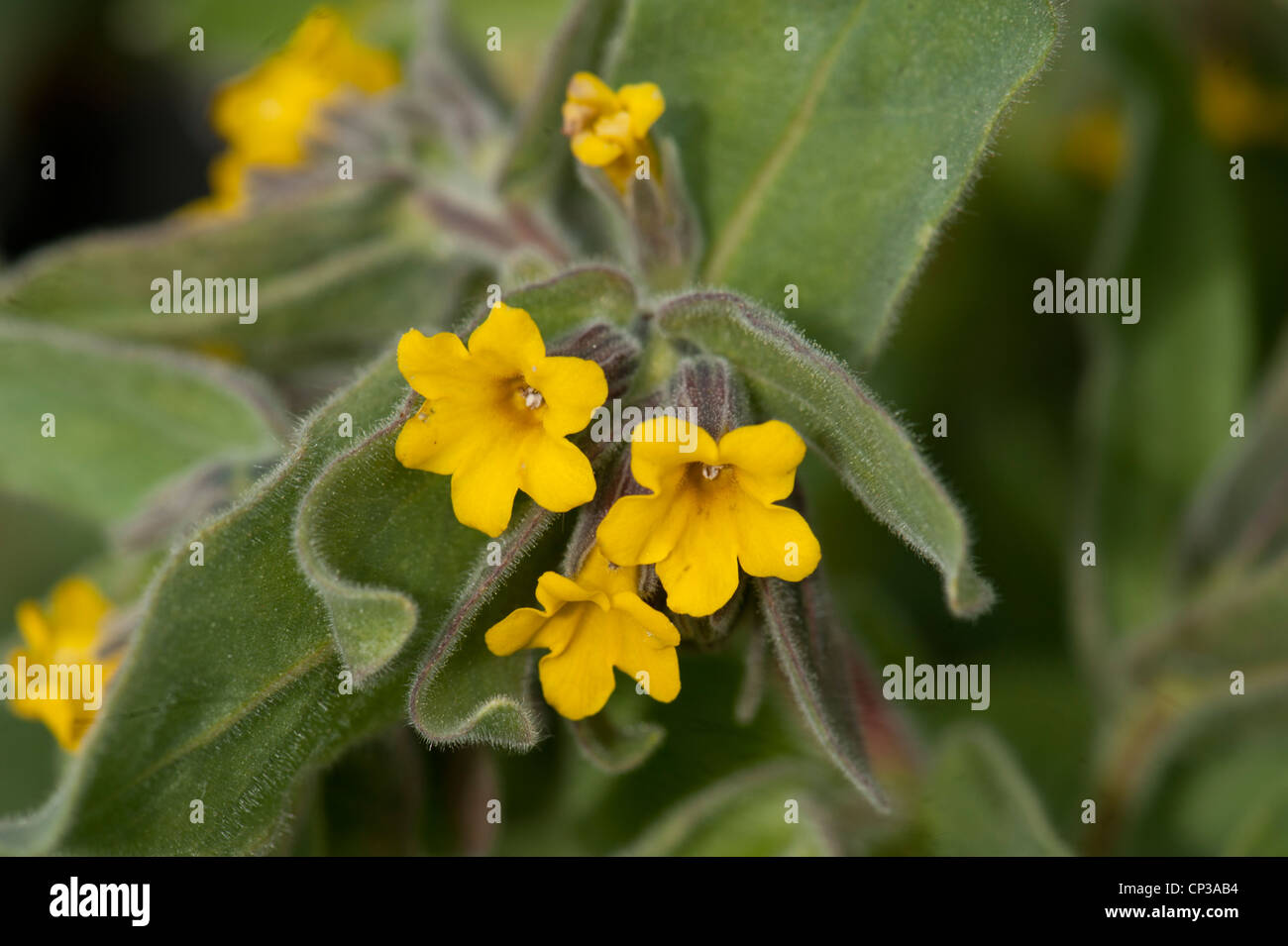 Yellow Alkanet, Alkanna lutea growing on coastal heath, Sicily, Italy. Stock Photo