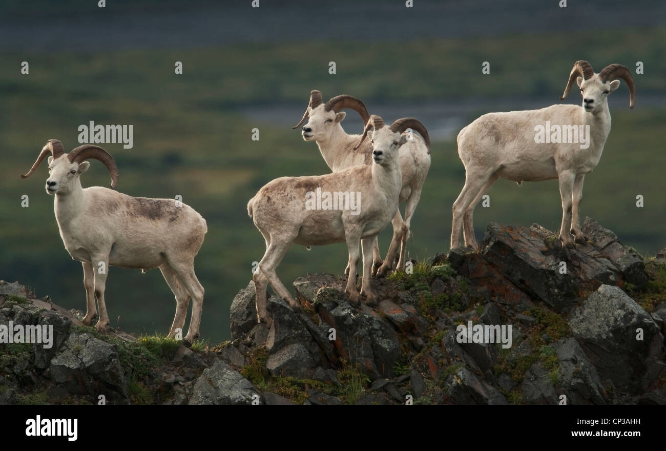 Dall Sheep (Ovis dalli) rams take refuge on Marmot Rock high above the tundra valley of the upper East Fork River. Alaska. Stock Photo