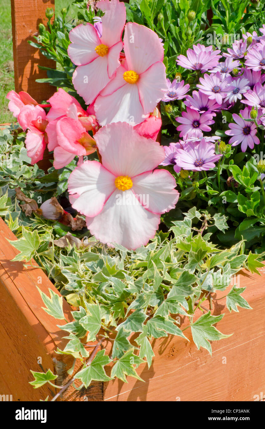 Wooden planter containg Begonia, Osteospermum and variegated ivy Stock Photo