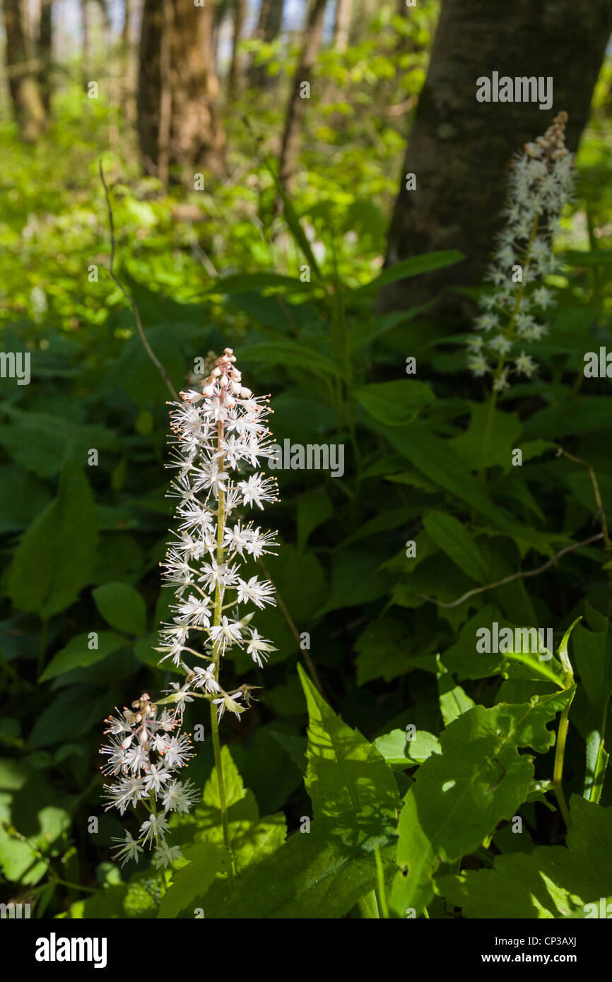 Spring wildflower Foamflower or Tiarella cordifolia in the Greenbriar area of Smoky Mountains National Park TN Stock Photo