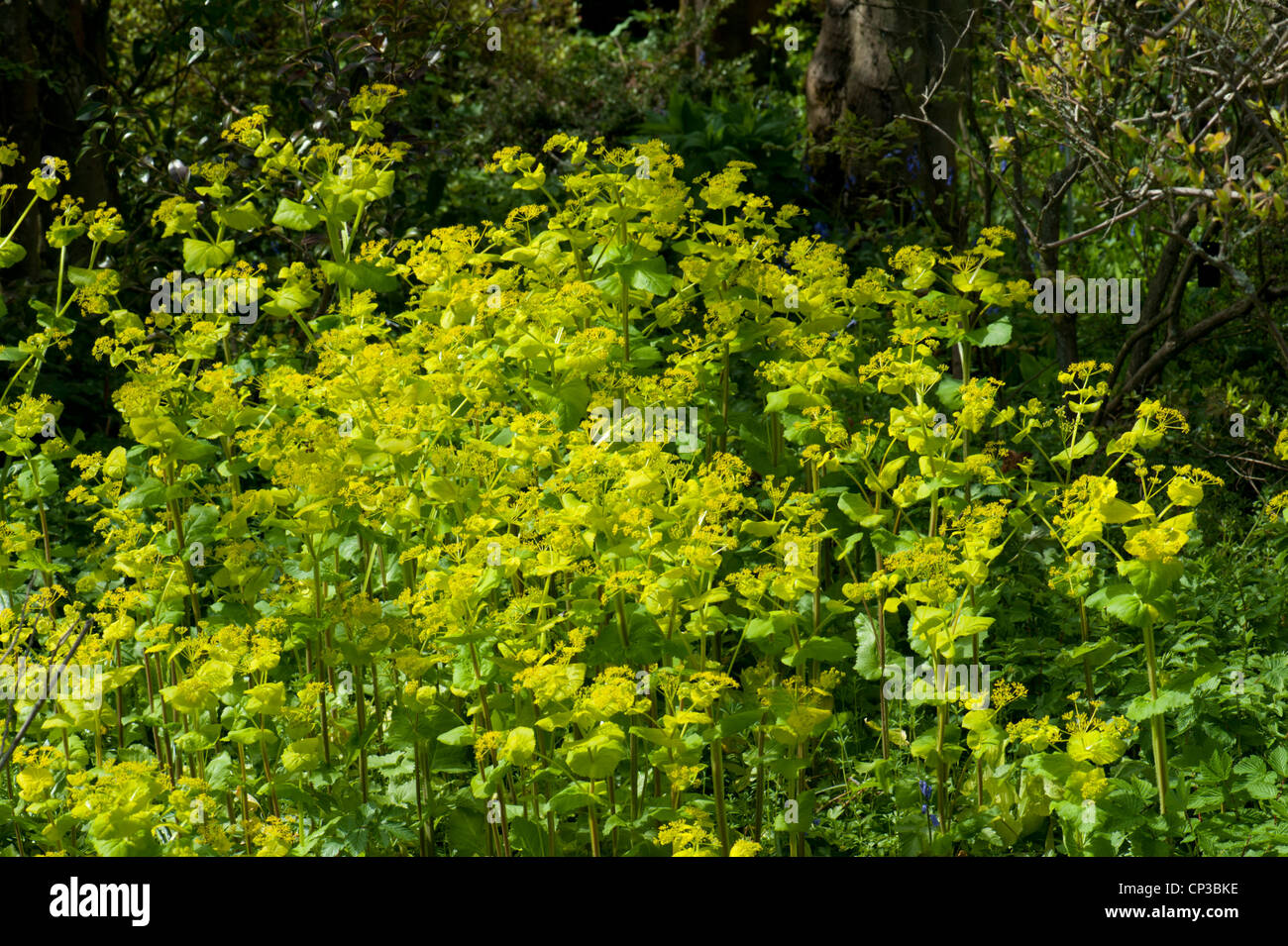 Perfoliate Alexanders, Smyrnium perfoliatum, growing in mixed woodland, Surrey, UK Stock Photo
