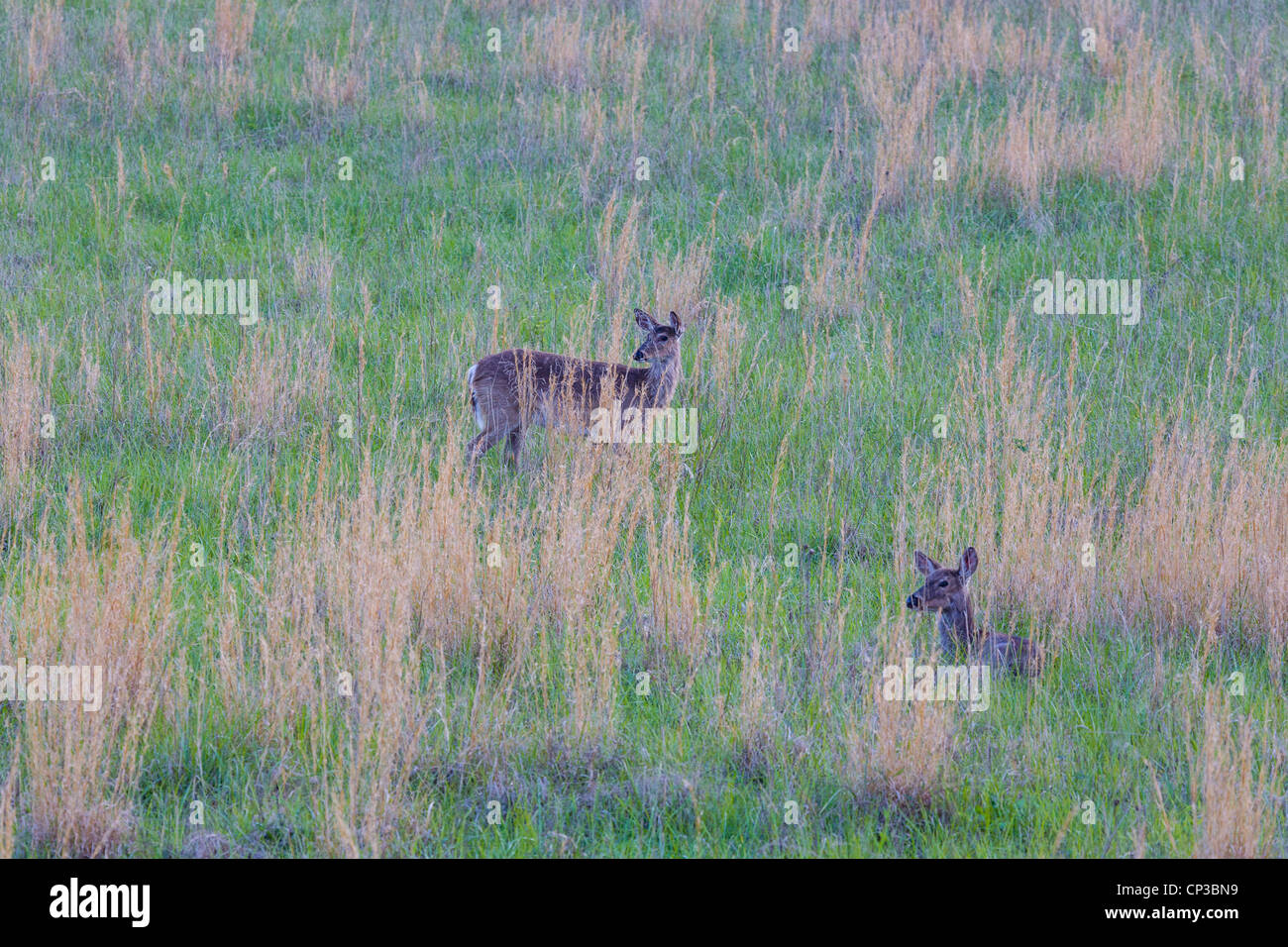Deer in cades cove great hi-res stock photography and images - Alamy