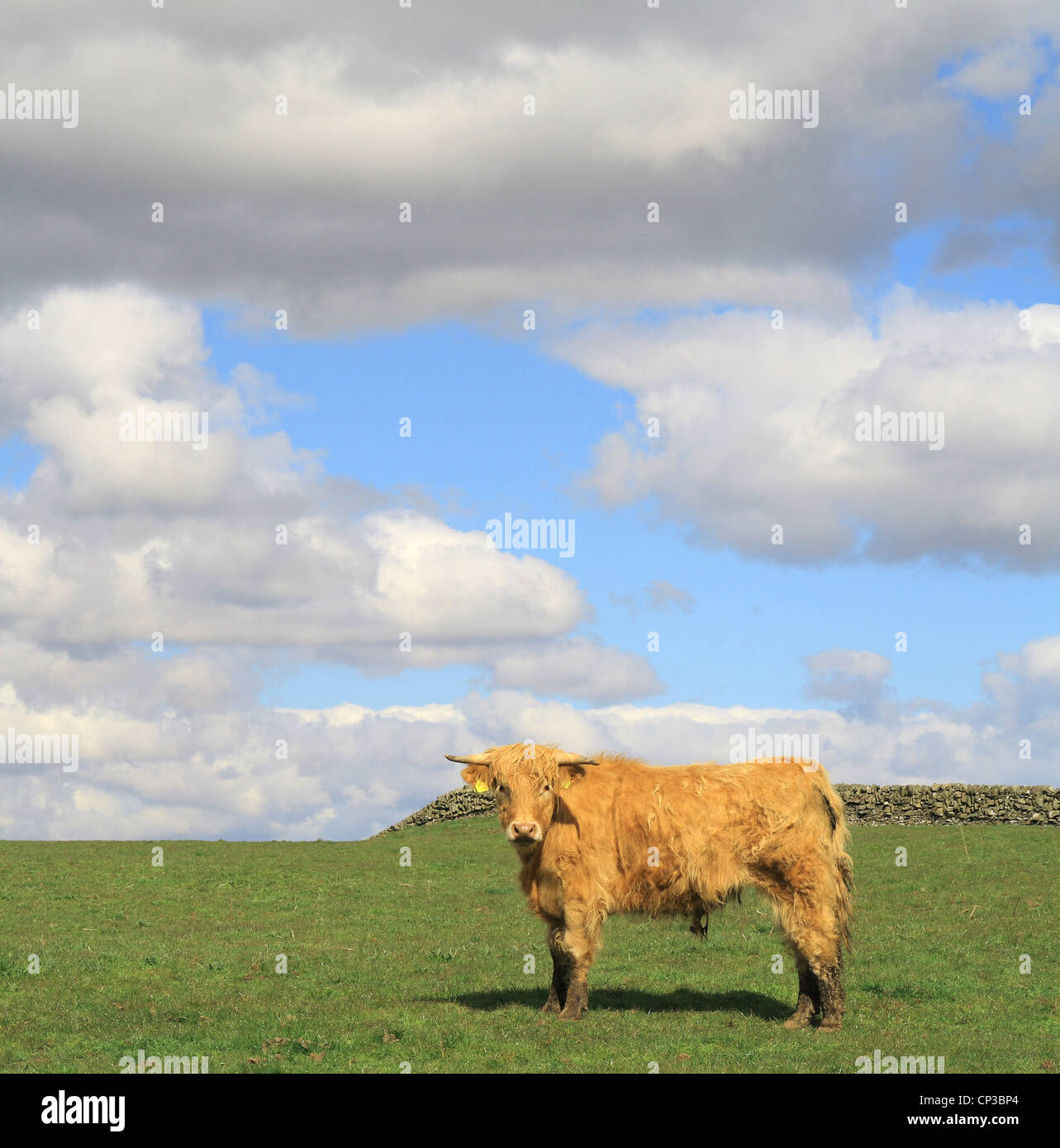 Cross Breed Highland Bullock or Steer in a Field in Spring, Scotland, UK Stock Photo