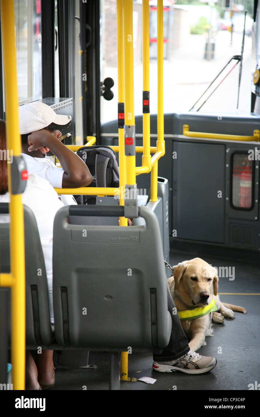 Are Dogs Allowed On Buses Uk