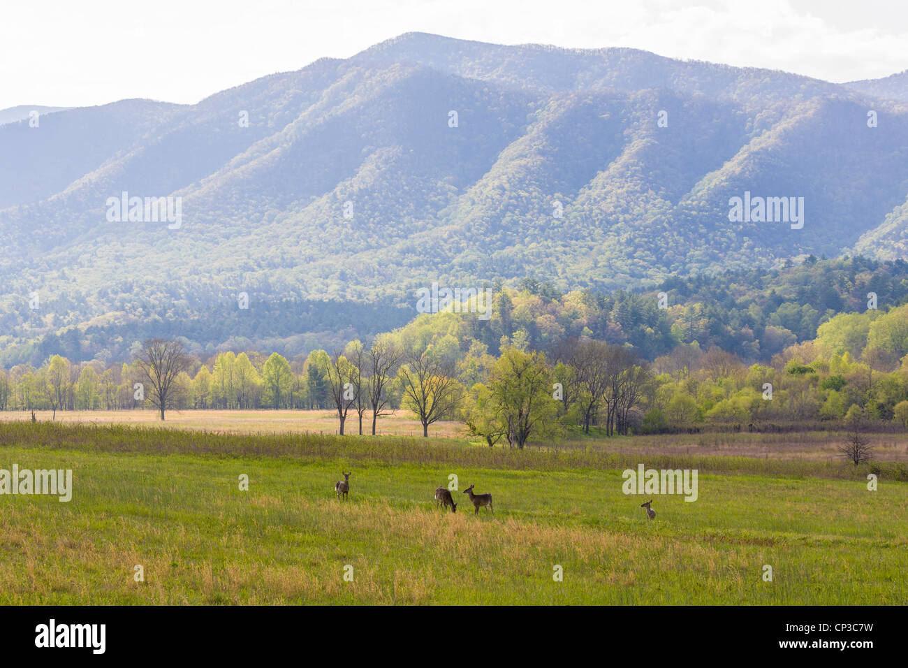 Cades Cove in the Great Smoky Mountains National Park in Tennessee Stock Photo