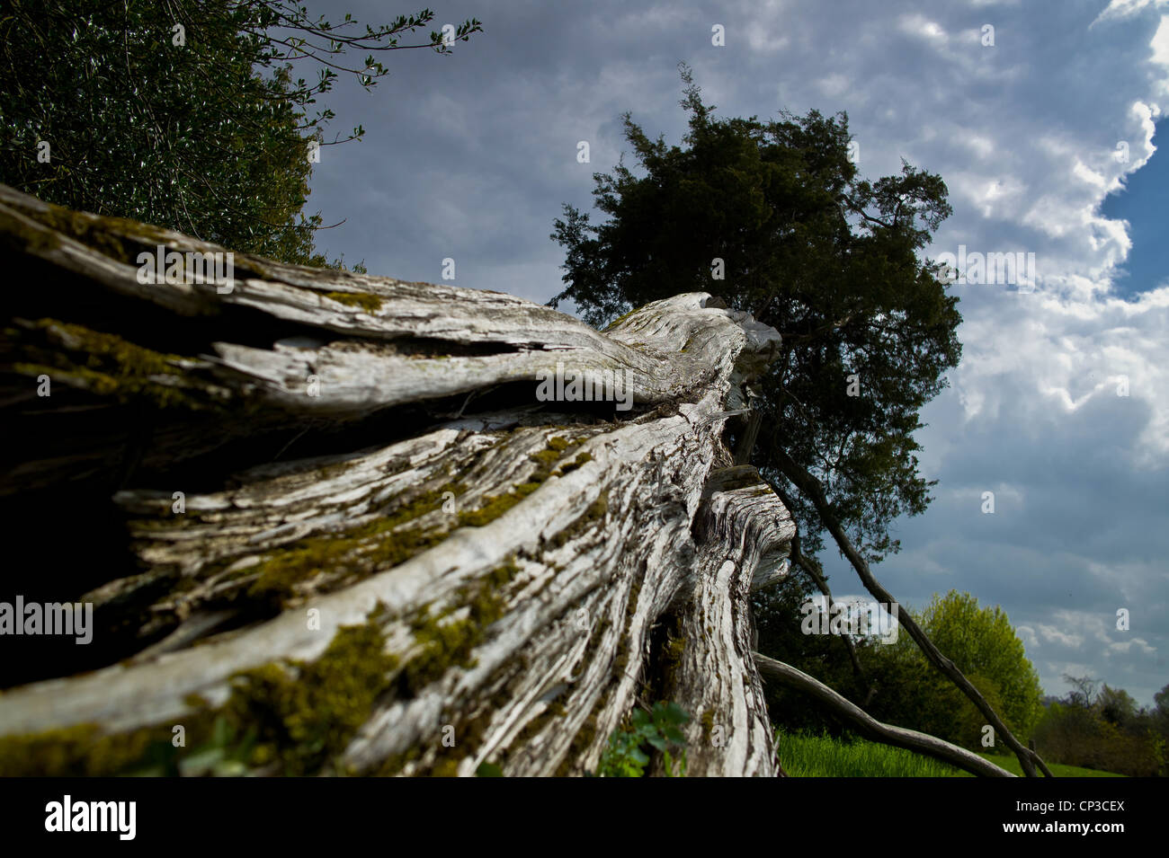 Trees of the field of Marie Antoinette, Remarkable tree Planted under ...