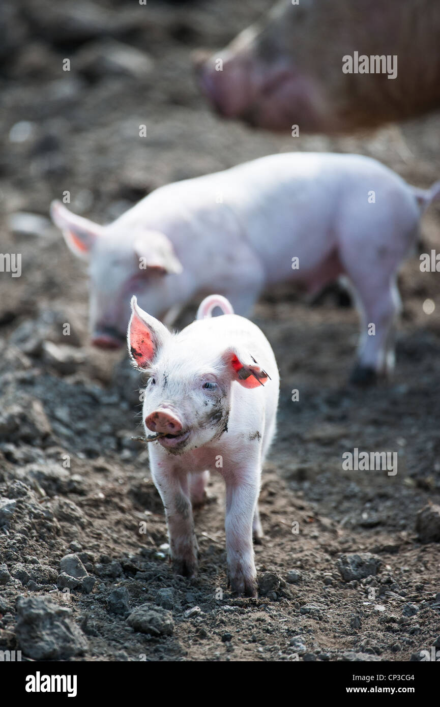 Cute happy baby pig with ear tag on farmland Stock Photo