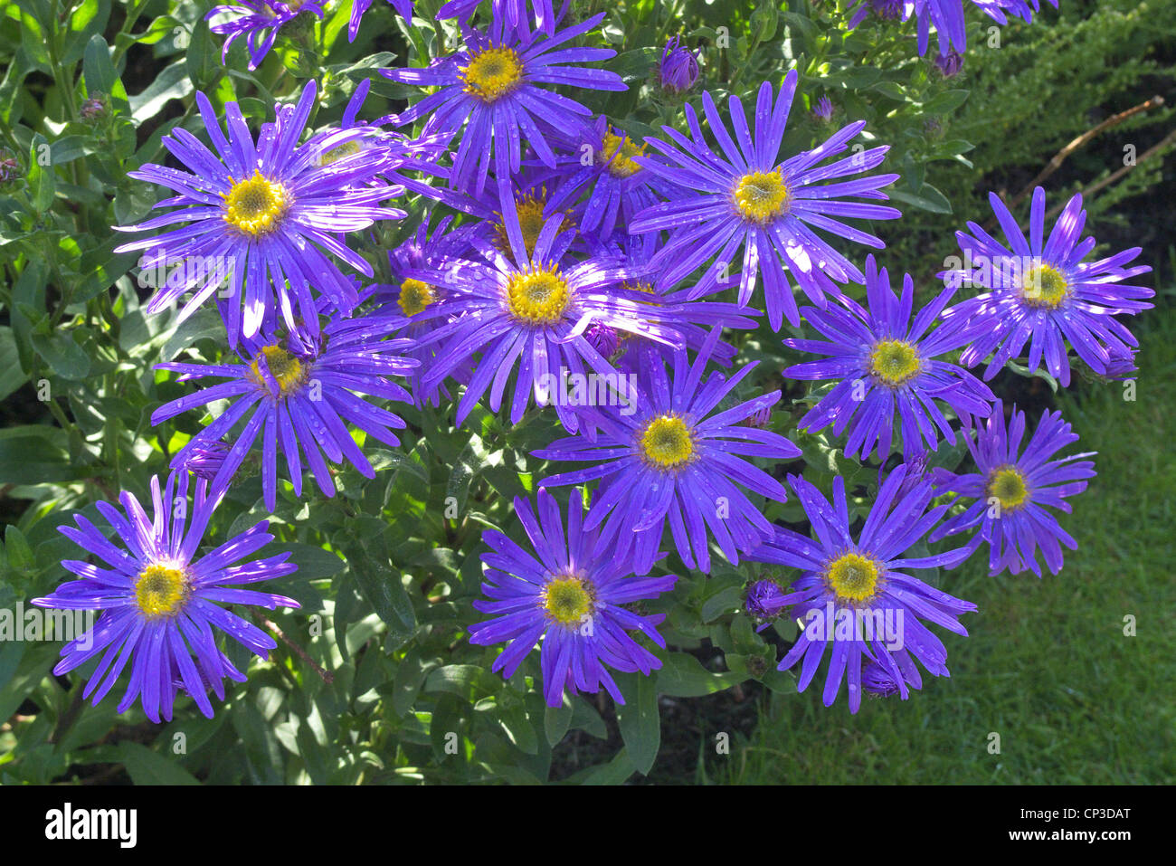 Aster amellus 'King George' a type of Michaelmas Daisy or Starwort Stock Photo