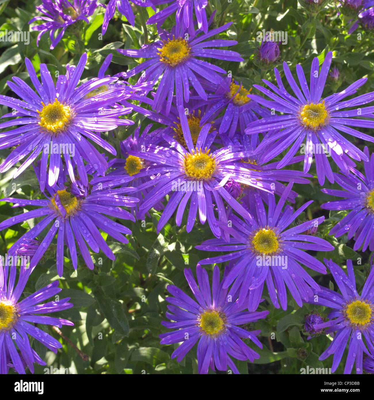 Aster amellus 'King George' a type of Michaelmas Daisy or Starwort Stock Photo