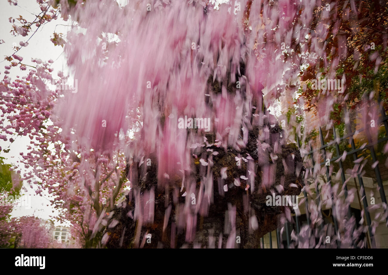 Faces in trees at Spring, Falling cherry blossoms of Japan (prunus serrulata). Stock Photo