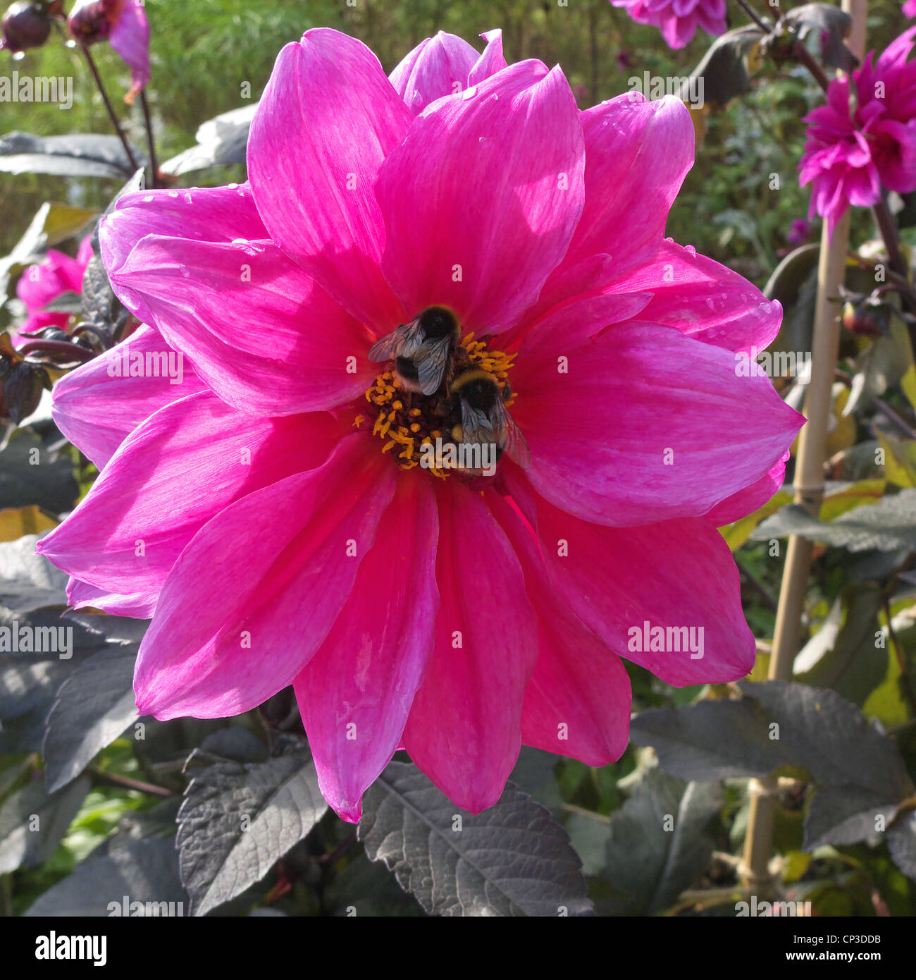 Bumblebees Pollinating a Pink Dahlia Flower Stock Photo