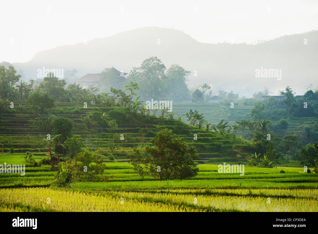 The beautiful rice fields of the Sidemen Valley in eastern Bali, Indonesia at sunrise. New rice plantings dot the landscape. Stock Photo