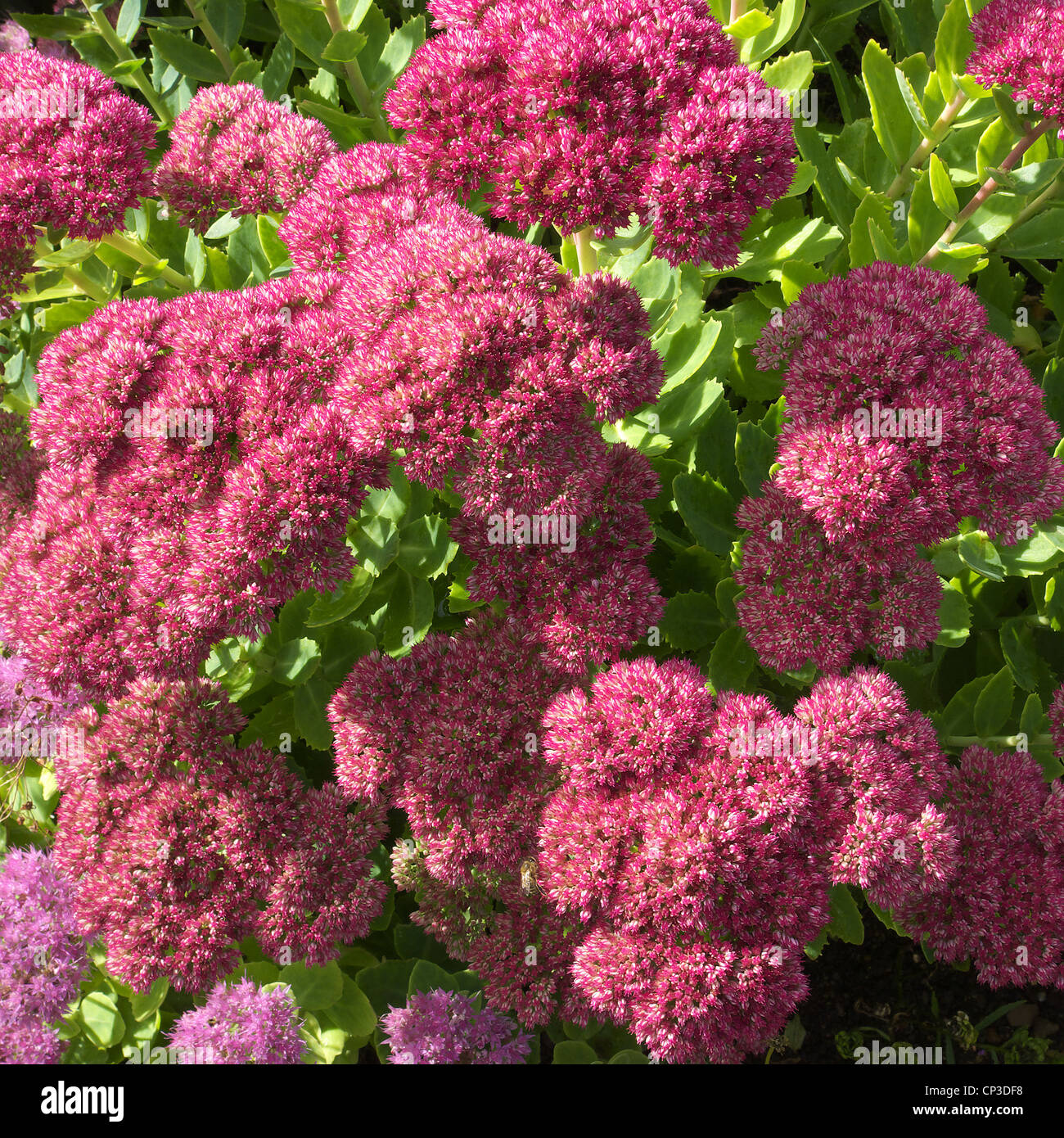 Flowering Sedum spectabile in Autumn. Commonly Known as the Ice Plant ...