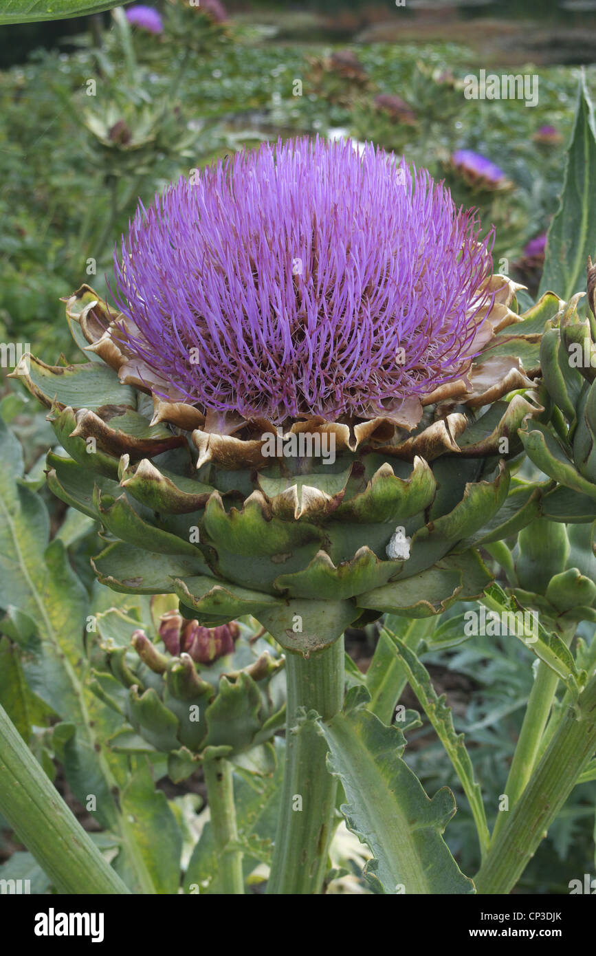 Globe Artichoke ( Cynara cardunculus ) in Flower Stock Photo Alamy