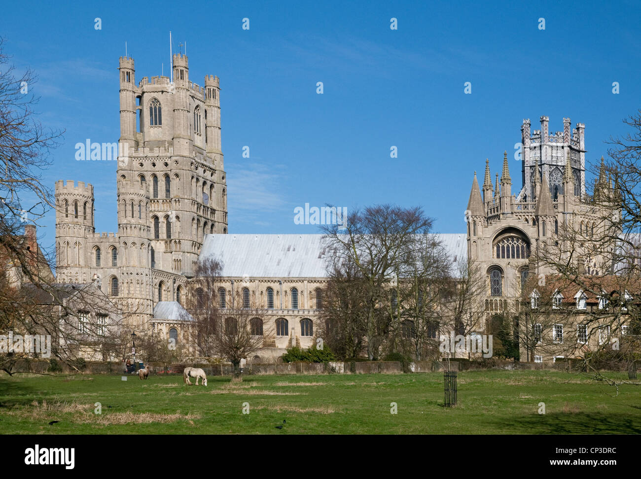 Ely Cathedral seen from the south with green fields of Ely Park and horses in foreground Spring sunshine with blue sky Stock Photo