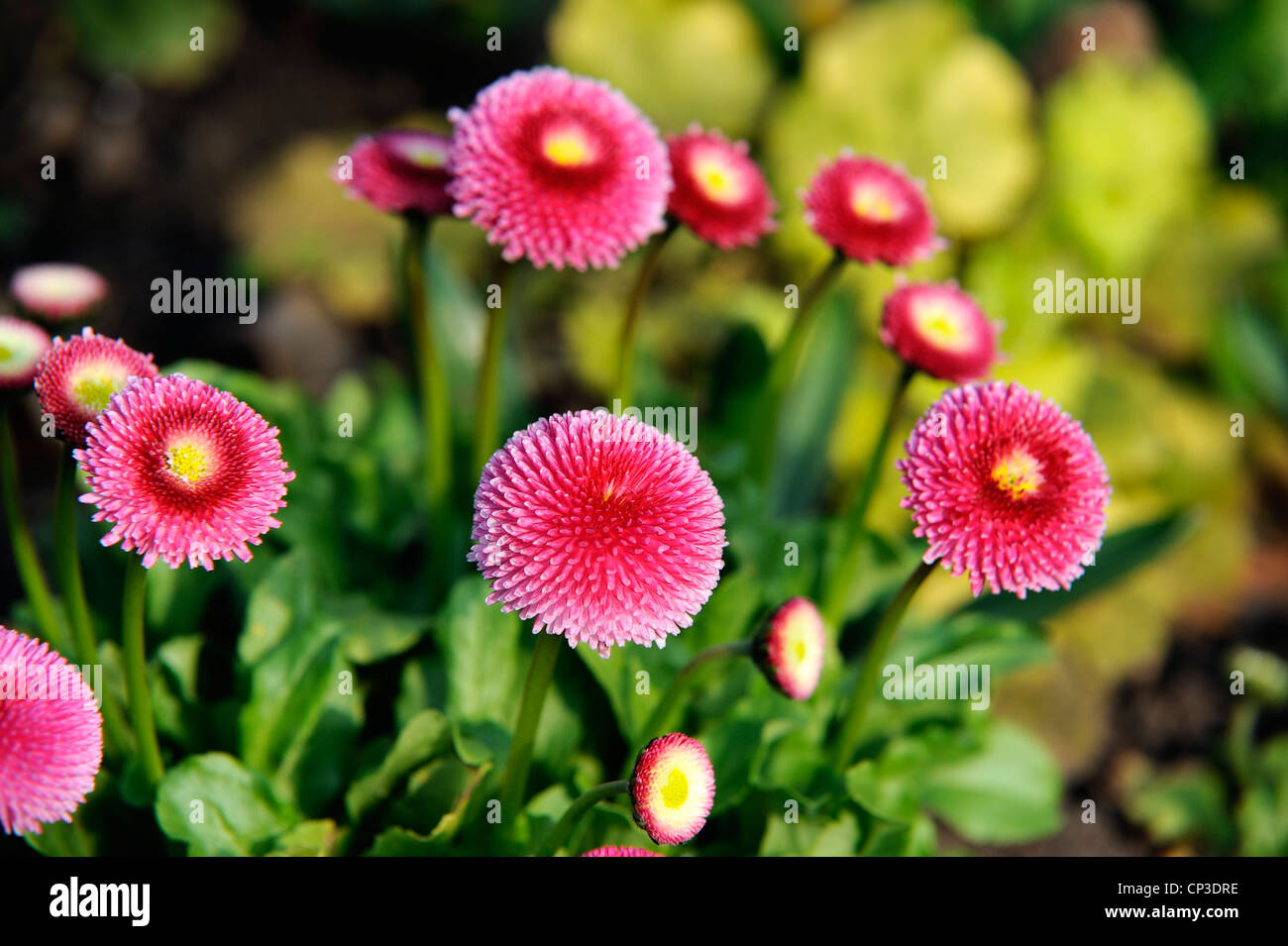 pink spring flowers Stock Photo Alamy