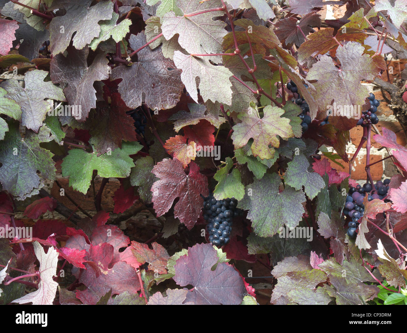 Red Grapevine Cultivar ( Vitis vinifera ) in Autumn Stock Photo